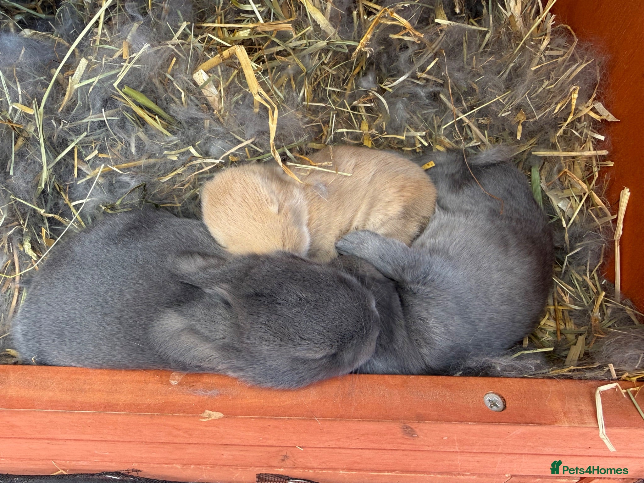 French Lop rabbits French Lop x Continental Giants 🩶🧡 - Advert 2