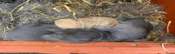 French Lop rabbits for sale: French Lop x Continental Giants 🩶🧡 - Advert 1