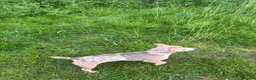 Jack Russell dogs for sale: Beautiful lilac merle Jack Russell  - Advert 6