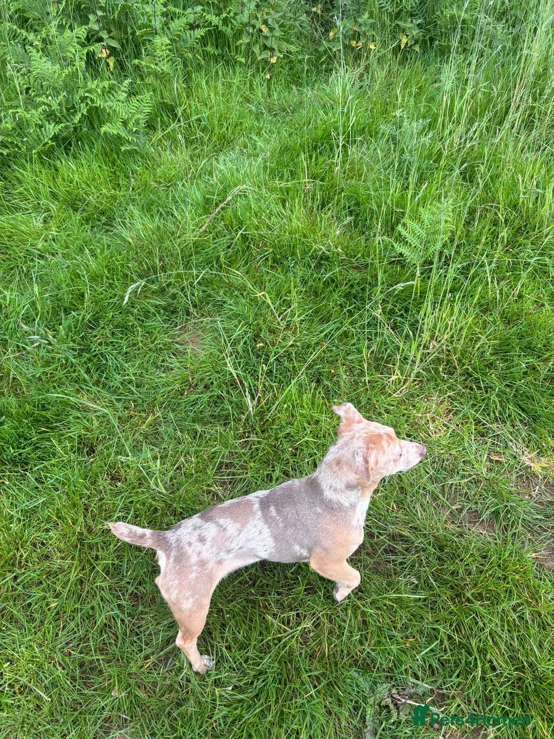 Jack Russell dogs for sale: Beautiful lilac merle Jack Russell  - Advert 6