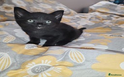 Mixed Breed cats for sale: Small mixed breed boy - Image 3