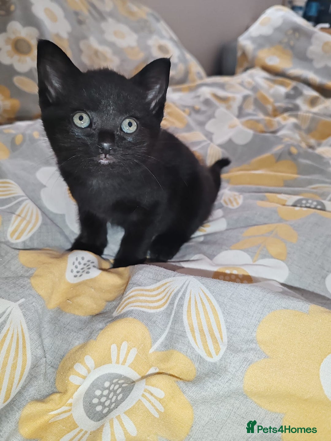Mixed Breed cats for sale: Small mixed breed boy - Image 3
