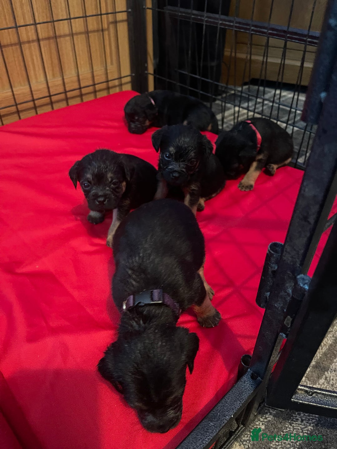 Border Terrier dogs for sale: Border Terrier Pups - Advert 19