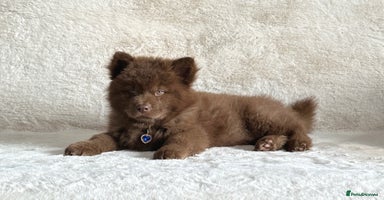 Chow Chow dogs - Advert 11