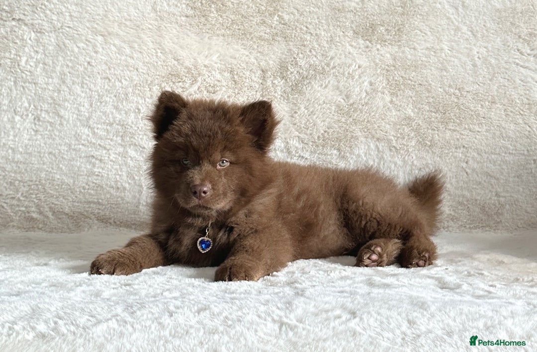 Chow Chow dogs for sale: Exotic colour chowsky puppies for sale  - Image 5