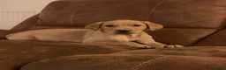 Labrador Retriever dogs for sale: Red KC registered Labradors  - Advert 4