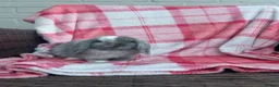 Mini Lop rabbits for sale: Mini-Lop 10 week old baby rabbits in Braintree - Advert 4