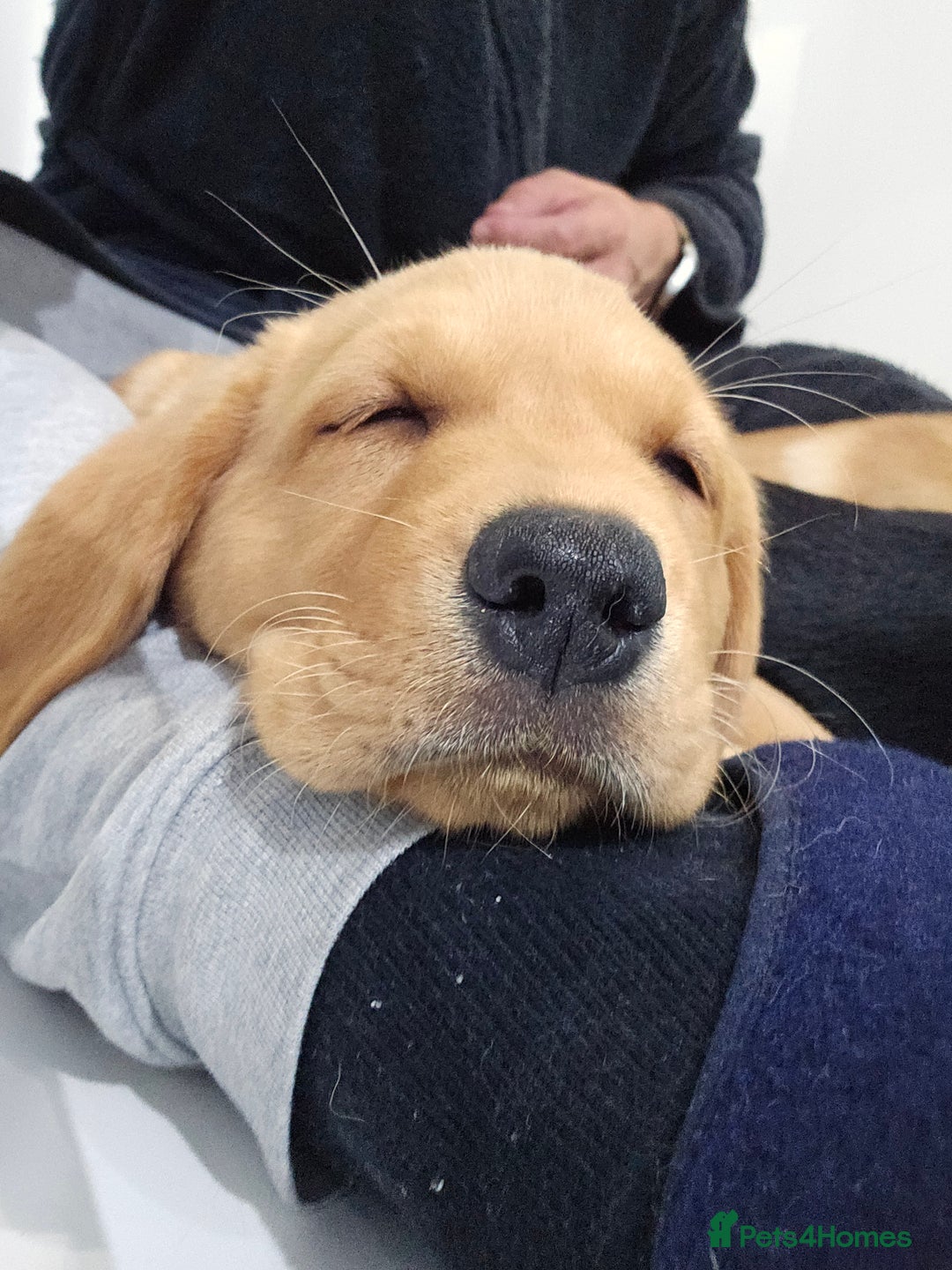 Labrador Retriever dogs for sale: 3 little girls for sale - Image 4
