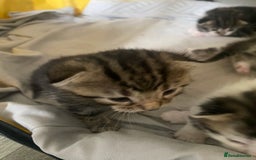 British Shorthair cats for sale: 4 kittens for sale  - Image 30