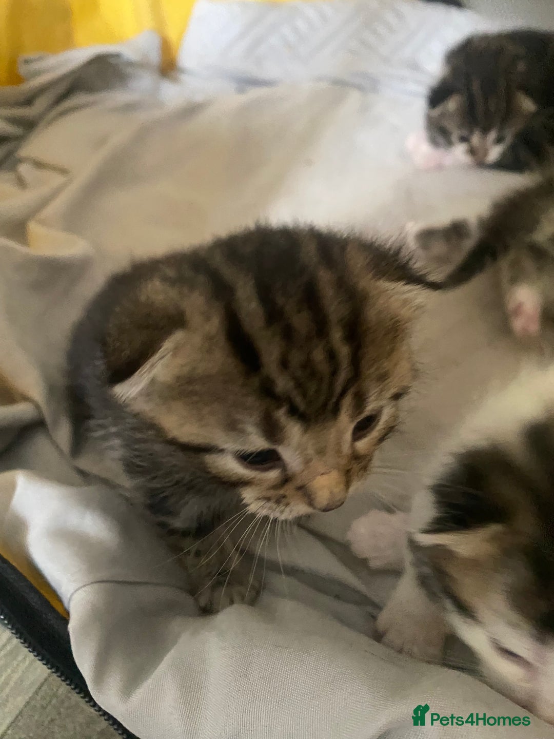 British Shorthair cats for sale: 4 kittens for sale  - Image 30
