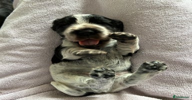 Cocker Spaniel dogs - Advert 9