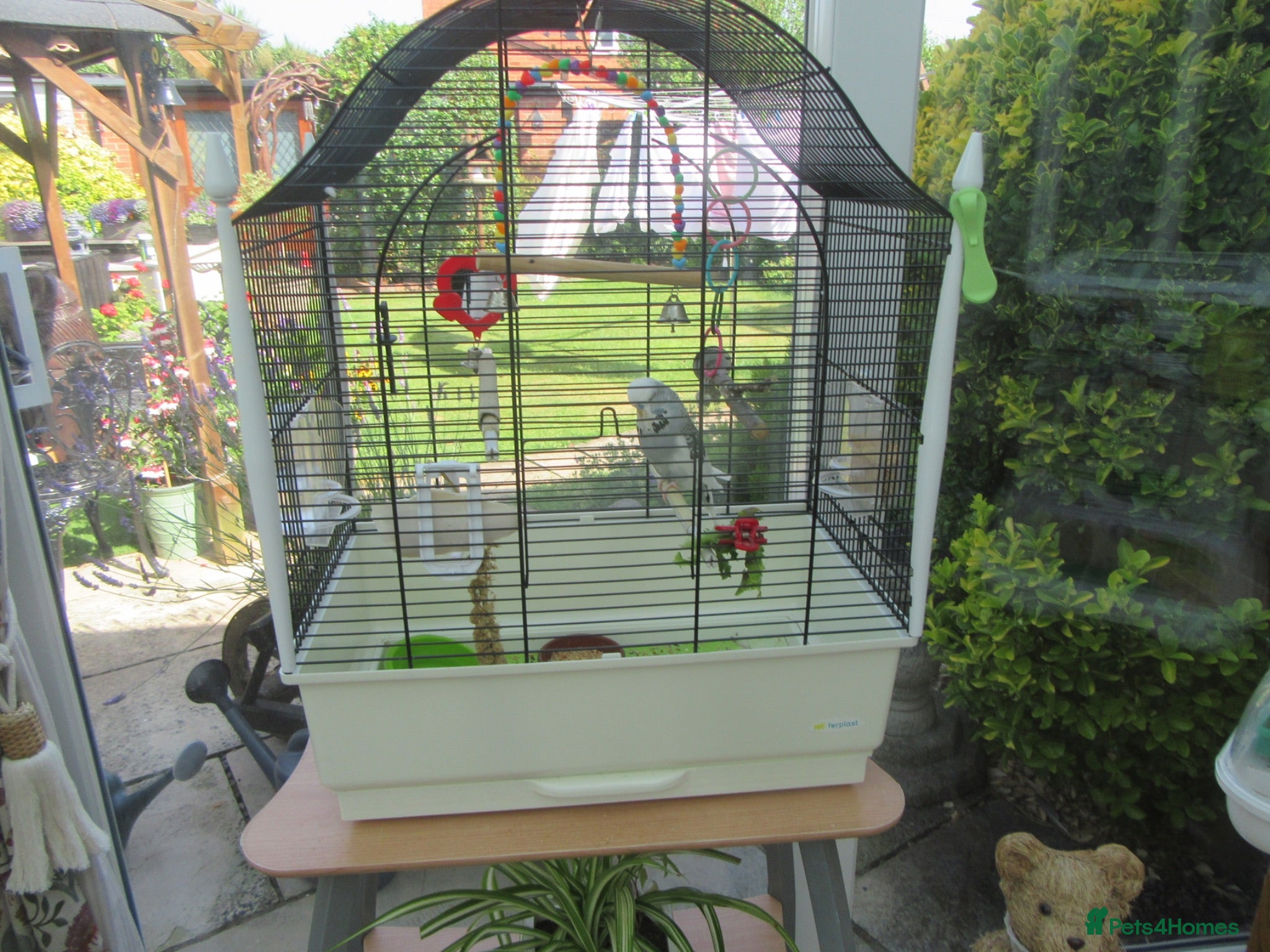 Budgerigars birds BEAUTIFUL EXHIBITION BUDGIE WITH CAGE - Advert 3