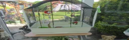 Budgerigars birds for sale: BEAUTIFUL EXHIBITION BUDGIE WITH CAGE - Advert 1