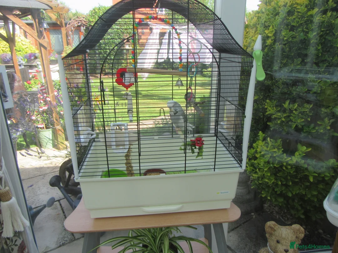 Budgerigars birds for sale: BEAUTIFUL EXHIBITION BUDGIE WITH CAGE - Advert 1