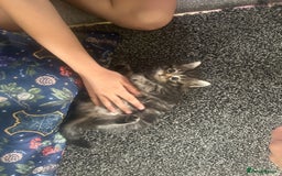 Ragdoll cats for sale: Ragdoll x Maincoone loving babies - Image 16
