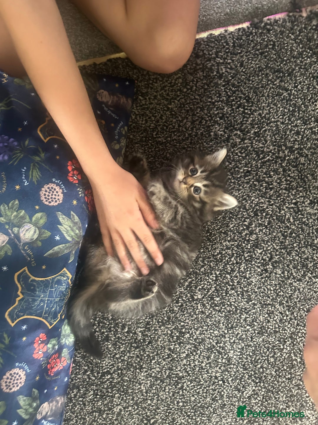 Ragdoll cats for sale: Ragdoll x Maincoone loving babies - Image 16