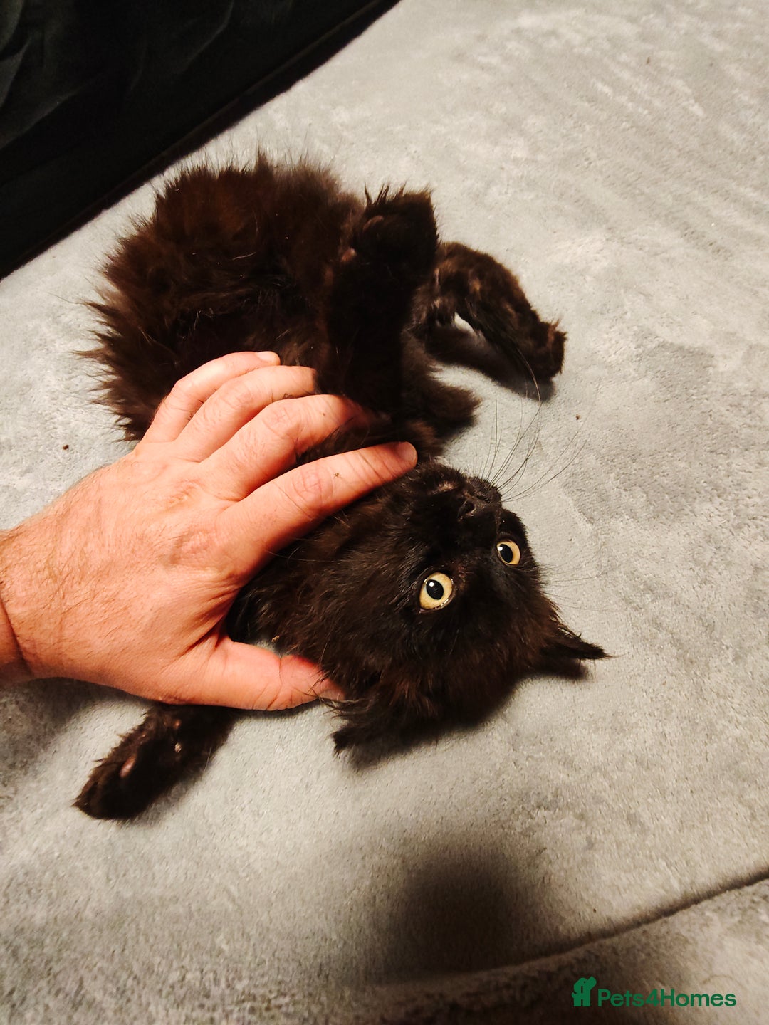 Mixed Breed cats for sale: Fluffy, Gentle Search for a New Home - Image 4