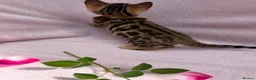 Bengal cats for sale: 🐆✨Outstanding TICA Registered Bengal cubs  ✨🐆 - Advert 27