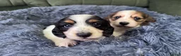Miniature Dachshund dogs for sale: 2 piebald miniature long haired dachshund puppies  - Advert 1