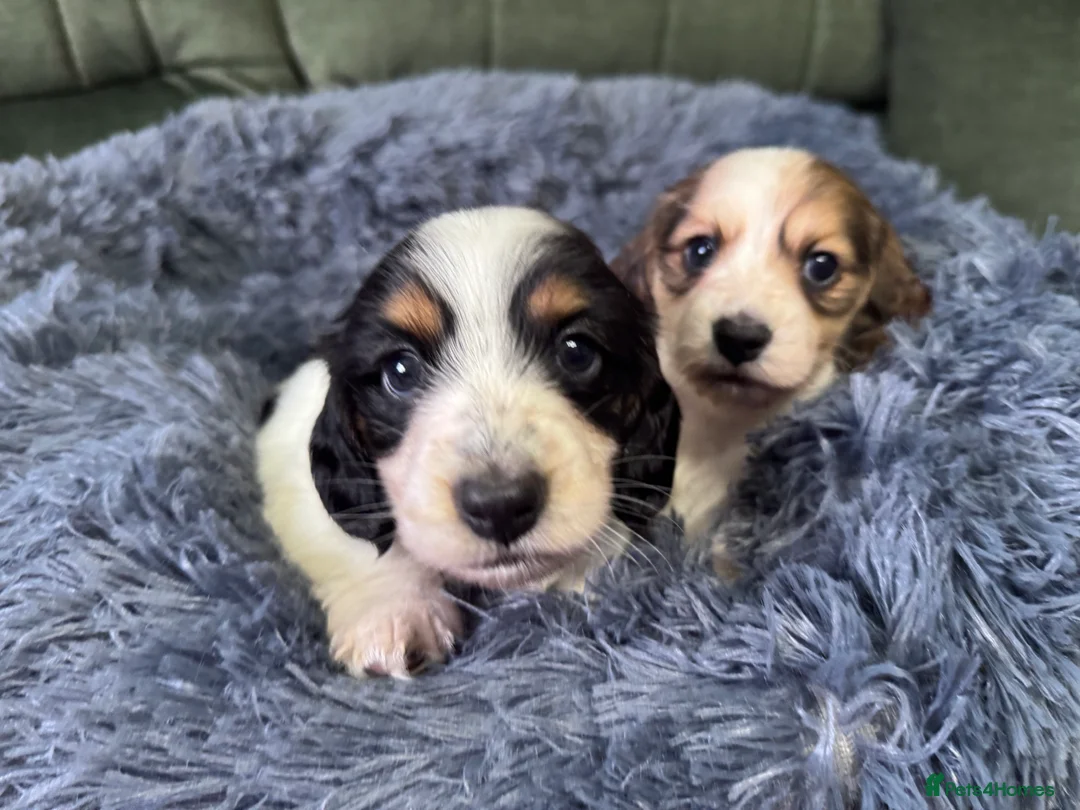 Miniature Dachshund dogs for sale: 2 piebald miniature long haired dachshund puppies  - Advert 1