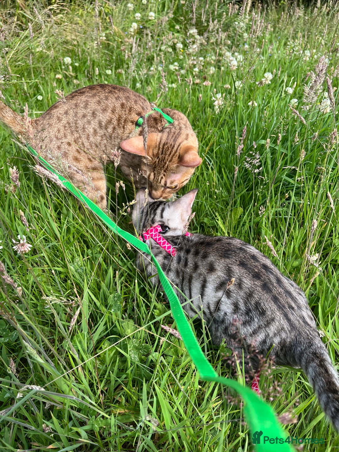 Ocicat cats for sale: Ocicat Kittens Available in Aberdeenshire in Alford - Image 7