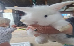 Lionhead rabbits for sale: Three kits left - Image 1