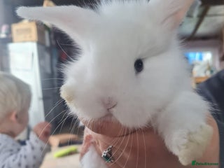 Lionhead rabbits - Advert 1