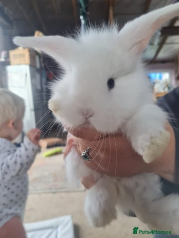 Lionhead rabbits - Advert 2