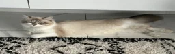 Ragdoll cats for sale: Beautiful Blue Point Ragdoll Female Cat –10/09/24 - Advert 7