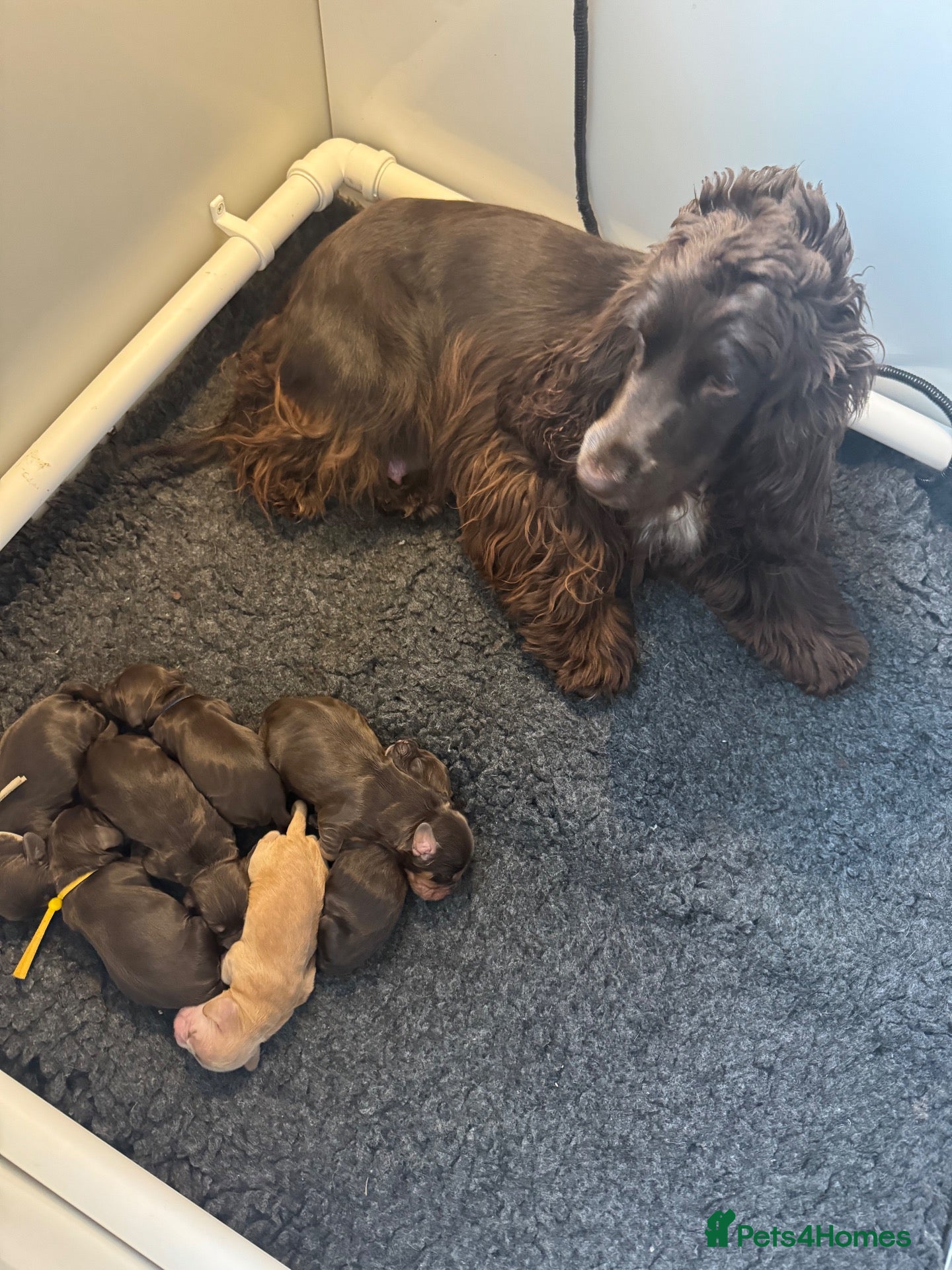 Cocker Spaniel dogs Chocolate cocker spaniels health tested parents  - Advert 11