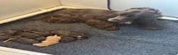 Cocker Spaniel dogs for sale: Chocolate cocker spaniels health tested parents  - Advert 2