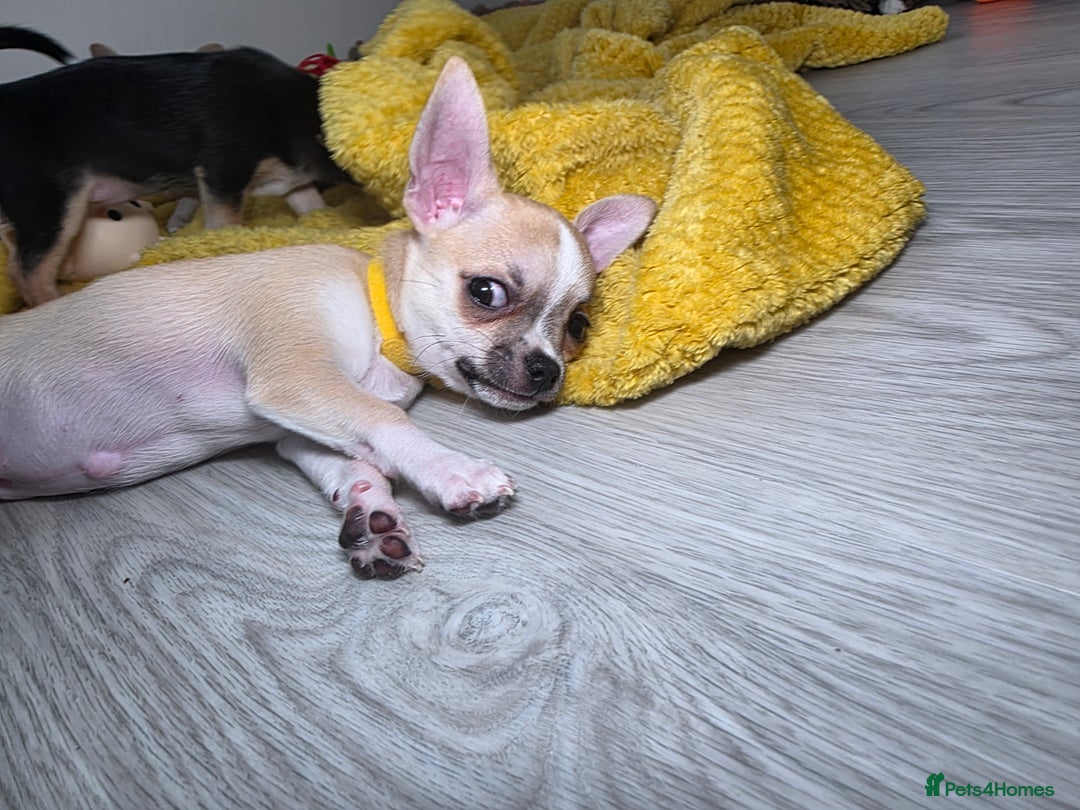 Chihuahua dogs for sale: CHIHUAHUA Girls Ready To Go - Advert 16