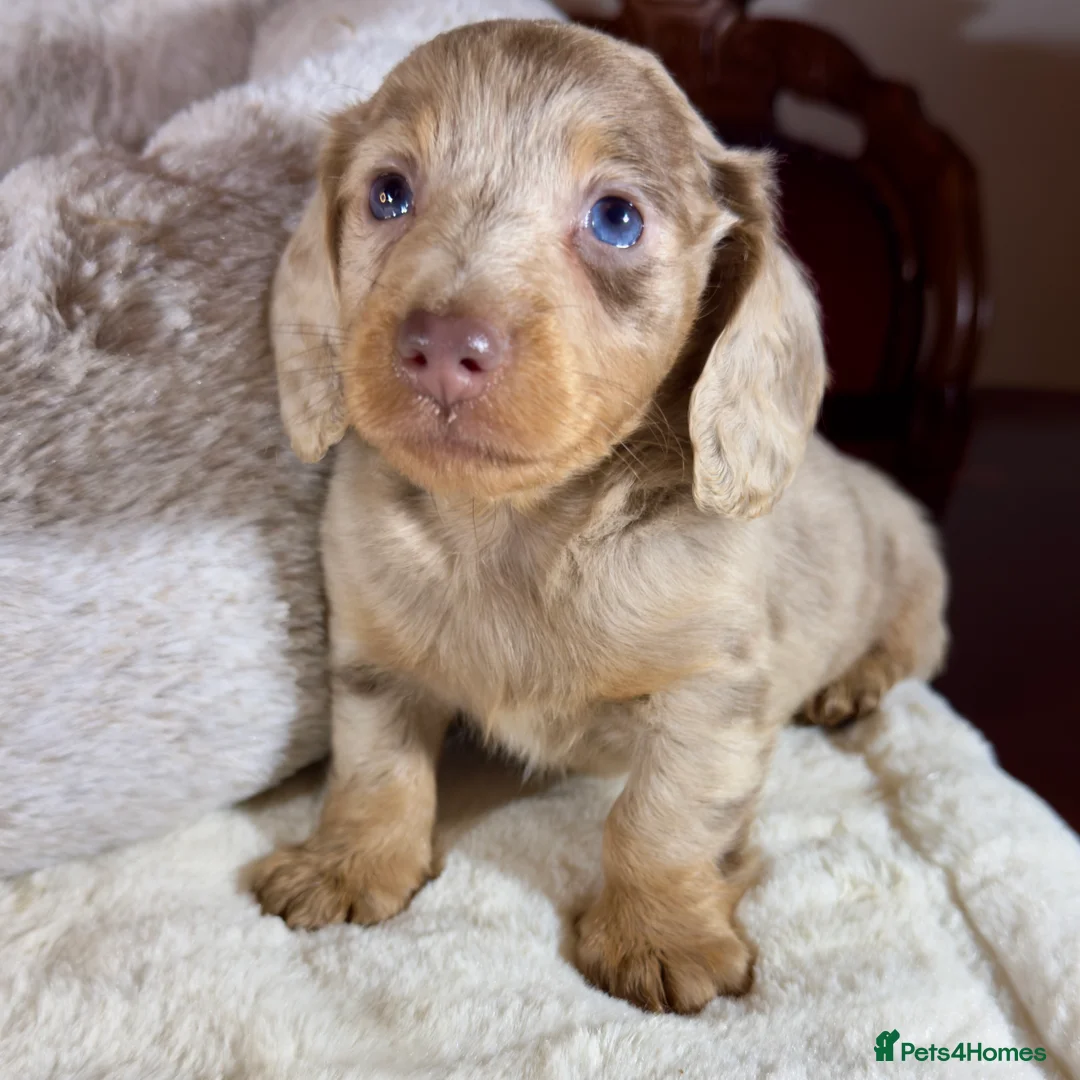 Miniature Dachshund dogs for sale: Long Hair Dachshund miniature Dapple - Advert 10