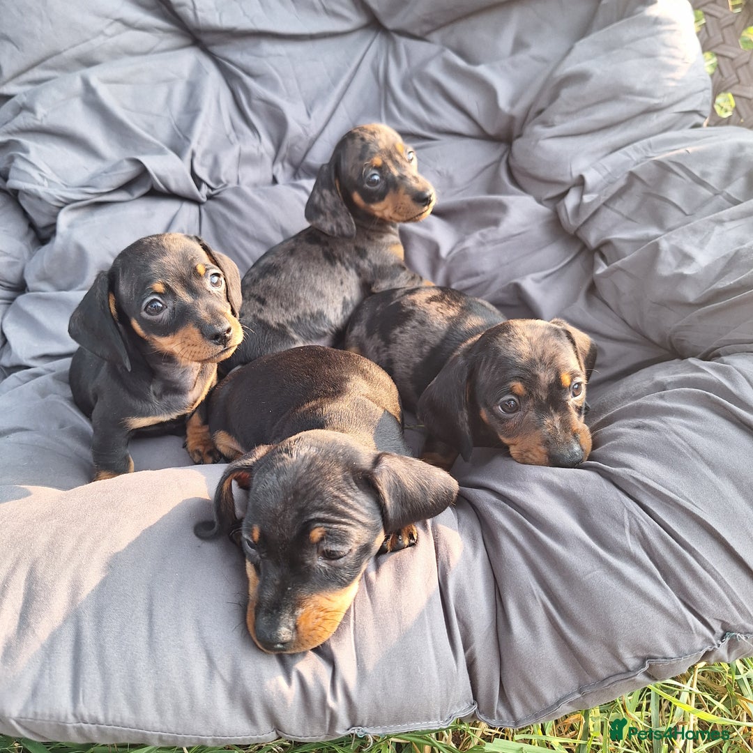 Miniature Dachshund dogs for sale: 2 gorgeous boys looking for their forever home - Image 10