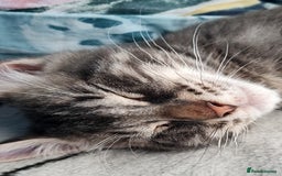 Domestic Shorthair cats for sale: Excellent home wanted for my cats - Image 1