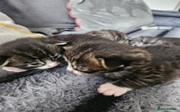 British Longhair cats for sale: Longhaired grey and black kittens, 2 ready now - Image 9