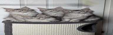 Maine Coon 3