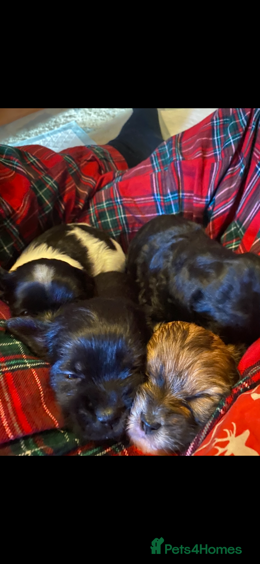 Mixed Breed dogs 4 beautiful puppies for sale  - Advert 9