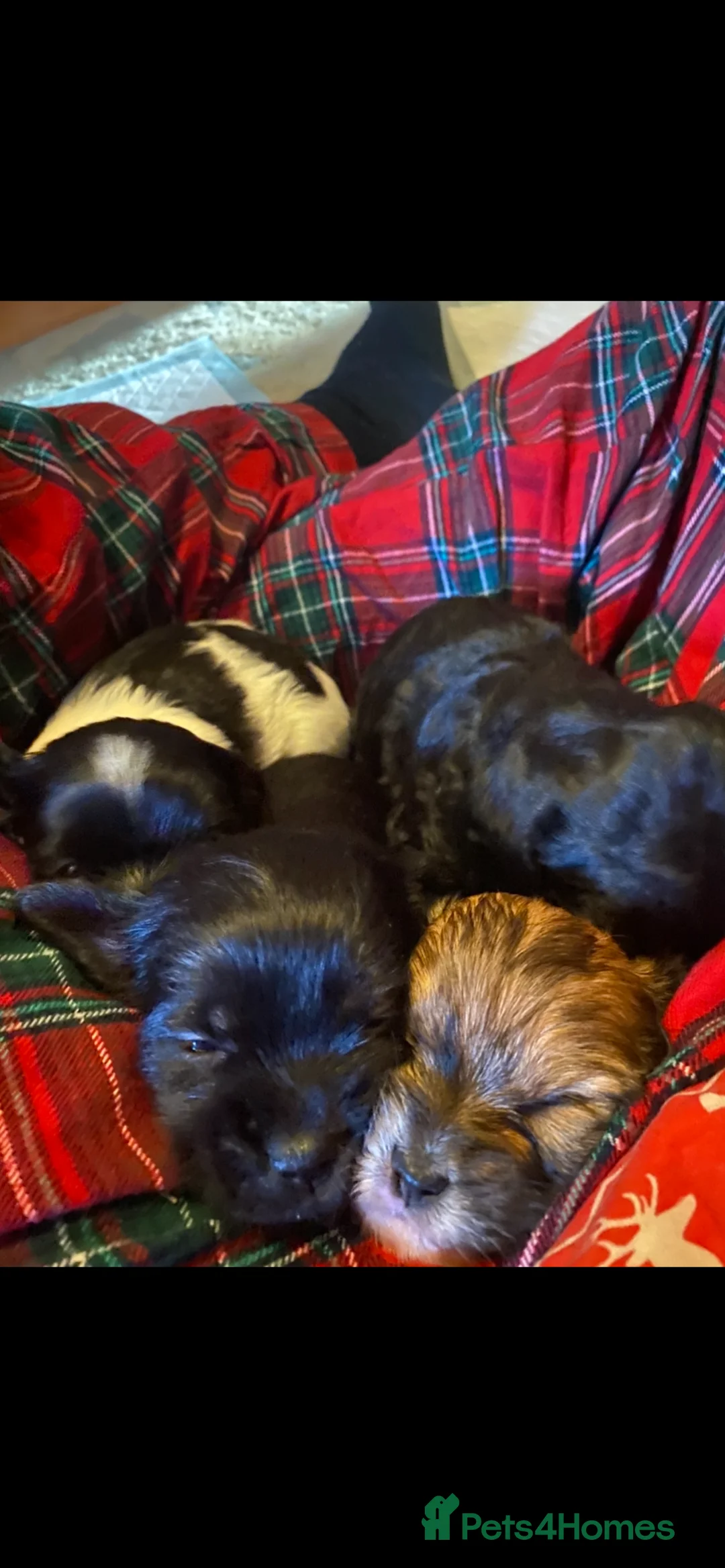 Mixed Breed dogs for sale: 4 beautiful puppies for sale  in Arlesey - Advert 1
