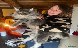 Maine Coon cats for sale: Chunky and fluffy Mainecoon kittens - Image 25