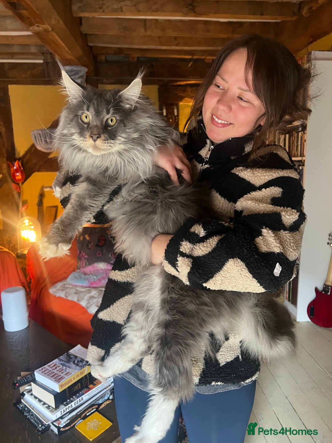 Maine Coon cats for sale: Chunky and fluffy Mainecoon kittens - Image 25