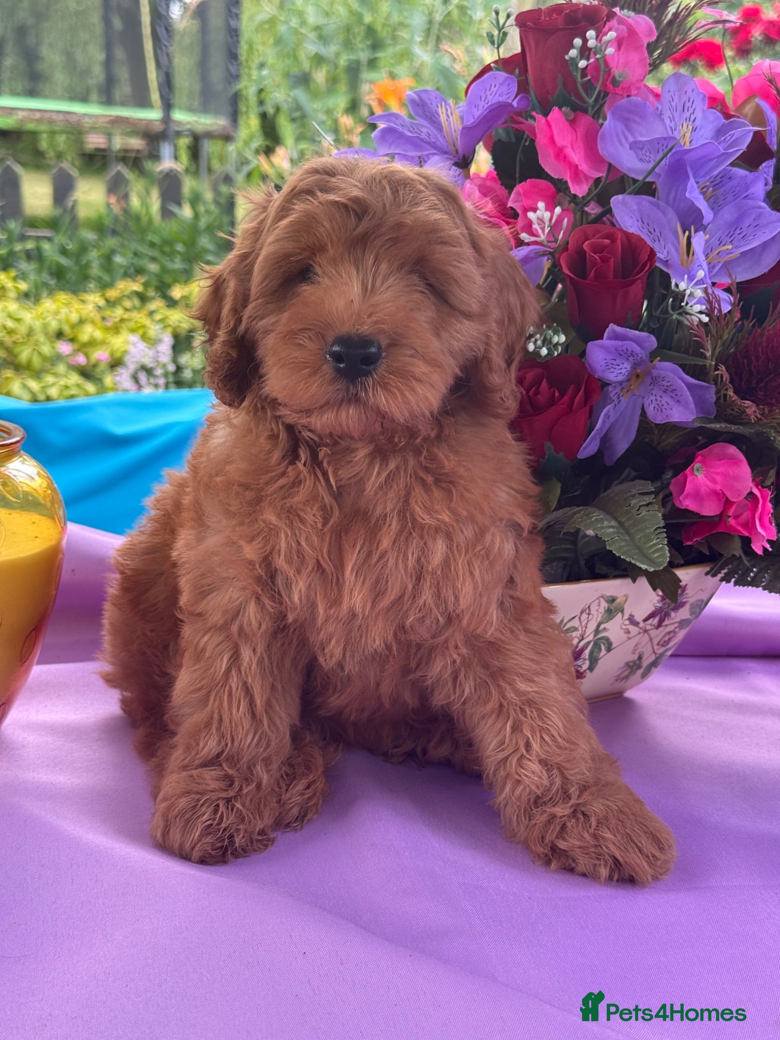 Cockapoo dogs 2 left f1 dna tested clear cockerpoos puppies  - Advert 1