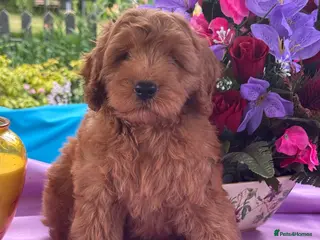 Cockapoo dogs 2 left f1 dna tested clear cockerpoos puppies - Advert 1