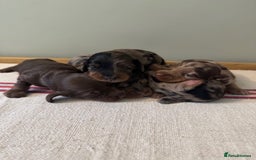 Miniature Dachshund dogs for sale: KC Long haired miniature dachshund puppies - Image 12