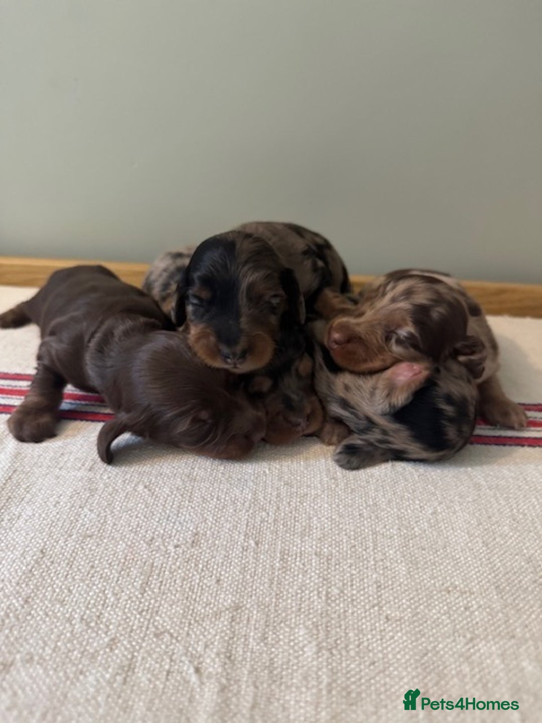 Miniature Dachshund dogs for sale: KC Long haired miniature dachshund puppies - Image 12