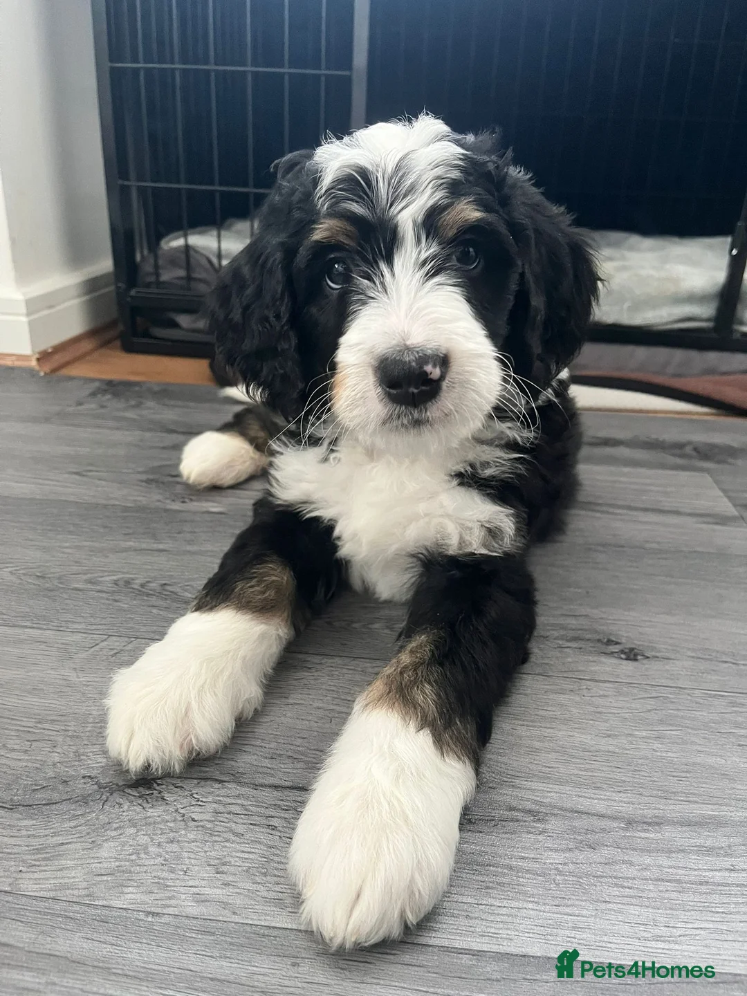 Bernese Mountain Dog dogs for stud: Proven health tested BMD handsome boy for stud. in Northampton - Advert 20