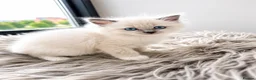 Ragdoll cats for sale: 🫶🏻Stunning Ragdoll Kittens–Ready to Reserve Now - Advert 9