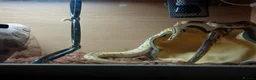 Python Snake reptiles for sale: Royal jackson python - Advert 7