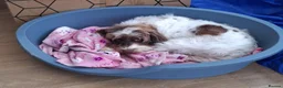 Cockapoo dogs for sale: ** Adorable Female Cockapoo** in Cannock - Advert 9