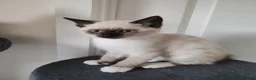 Siamese cats for sale: ❤️❤️❤️ Adorable blue-point Siamese kittens ❤️❤️❤️  - Advert 19